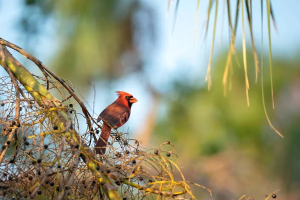 Pássaro Cardeal Norte Cardinalis Cardinalis Empoleirado Ramo Árvore Comendo Bagas — Fotografia de Stock