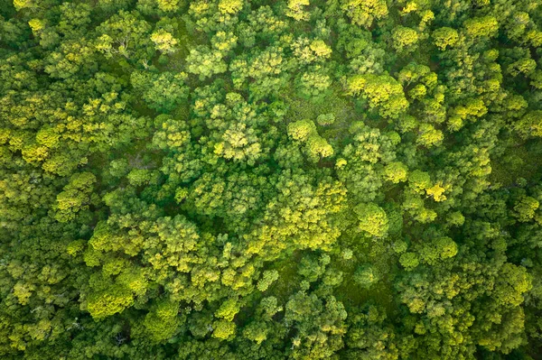 Yazın Yeşil Ağaçlı Koyu Yemyeşil Ormanların Tepeden Aşağı Düz Manzarası — Stok fotoğraf