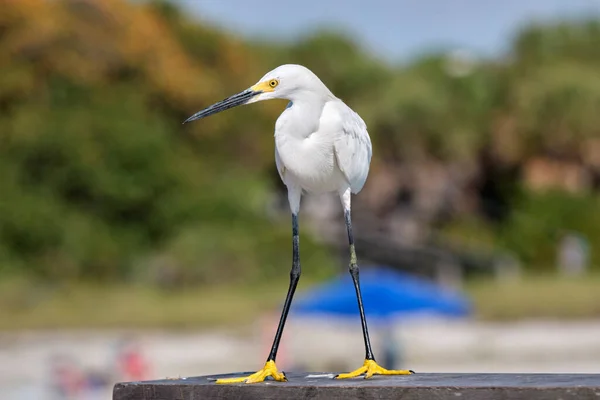 stock image White heron wild sea bird, also known as great egret on seaside in summer.