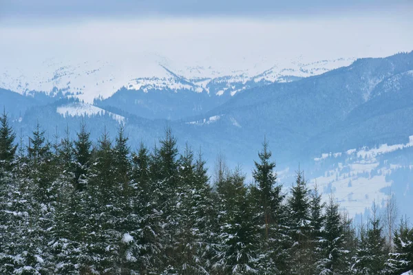 Zimní Krajina Tmavými Spruse Stromy Sněhem Pokrytého Lesa Chladných Horách — Stock fotografie