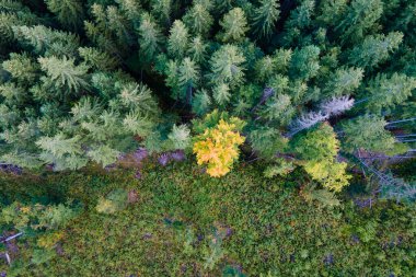 Koyu ladin ağaçlı yeşil çam ormanının havadan görünüşü. Yukarıdan orman manzarası yok.
