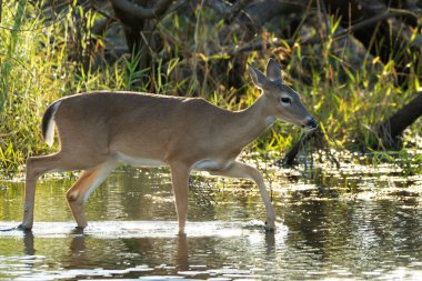 Florida Eyalet Parkı 'ndaki doğal yaşam alanındaki anahtar geyik..