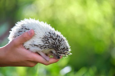 İnsan elleri yaz günü dışarıda küçük bir Afrika kirpisi tutuyor. Evcil hayvan bakımı ve evcil hayvan bakımı..