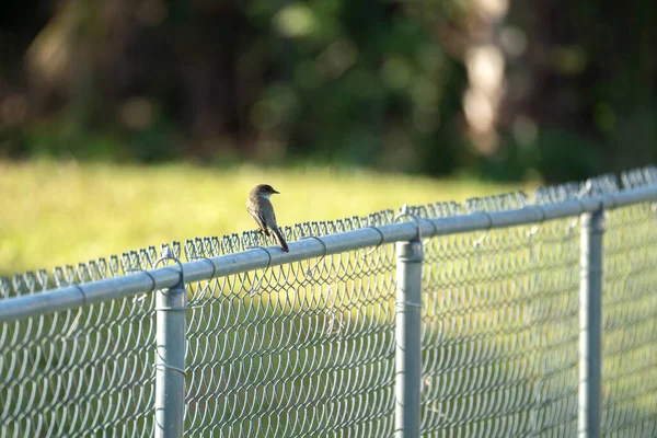 フロリダの夏の裏庭の柵の上に東フィービー鳥が倒れた — ストック写真