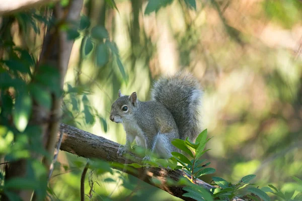 Beautiful Wild Gray Squirrel Florida Shrubs — Fotografia de Stock