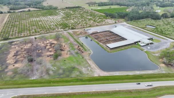 Aerial View Large Feedyard Meat Cows Feeding Cattle Farm Feedlot — Stock Video