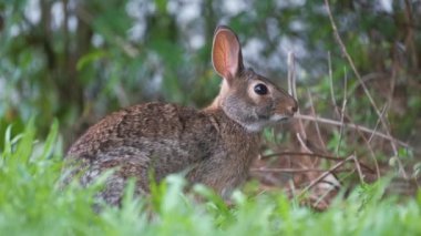 Gri küçük tavşan yaz tarlasında ot yiyor. Vahşi tavşan doğada.