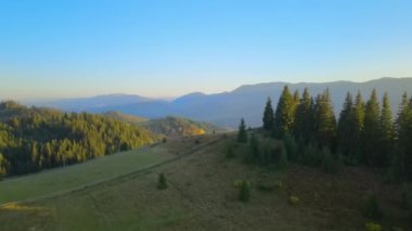 Ukrayna 'daki Karpat Dağları' nın ağaçlı tepelerinde sonbahar mevsiminde batan güneşle aydınlanan yemyeşil orman ağaçları. Günbatımında sonbahar doğasının güzelliği.