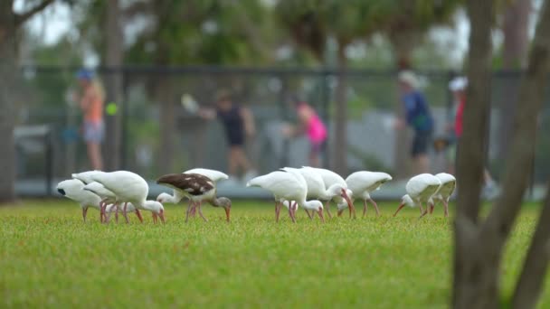 Λευκά Ibis Άγρια Πουλιά Επίσης Γνωστή Μεγάλη Egret Ερωδιός Περπάτημα — Αρχείο Βίντεο
