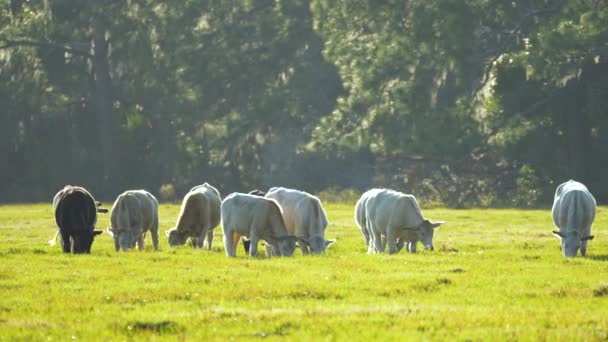 奶牛在绿地牧场上吃草 在农田草地上喂养牲畜 — 图库视频影像