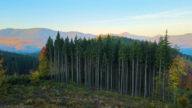 Top view of dark mountain hills covered with bare patches of cut down forest pine trees as result of deforestation process. Beautiful wild woodland at threat.