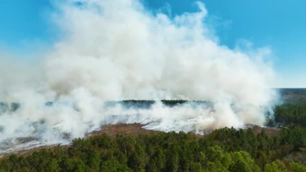 Pohled Shora Hustý Kouř Lesa Pole Plamenech Stoupající Znečišťující Vzduch — Stock video