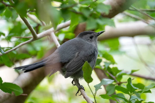 Pasăre Gri Catbird Cocoțat Ramură Copac Vara Florida Arbuști — Fotografie, imagine de stoc