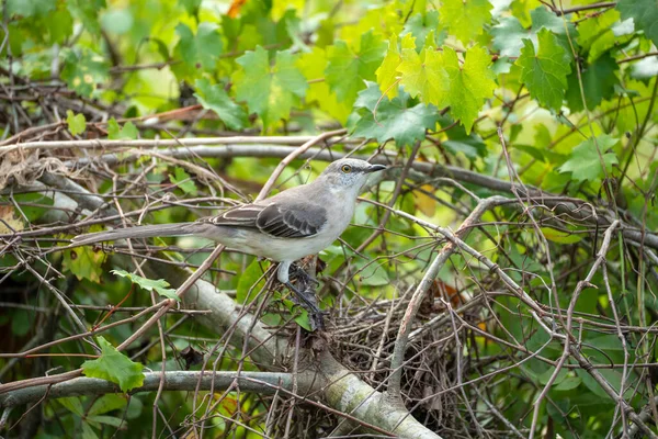 A Northern mockingbird bird perched on a tree branch.