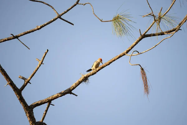 Red Bellied Woodpecker Bird Perched Tree Branch Summer Florida Woods — Fotografie, imagine de stoc