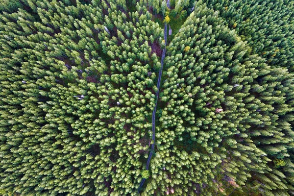 Koyu Ladin Ağaçlı Yeşil Çam Ormanının Havadan Görünüşü Yukarıdan Orman — Stok fotoğraf