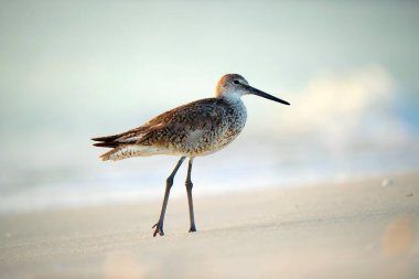 Large-Billed Dowitcher wild sea bird looking for food on seaside in summer.