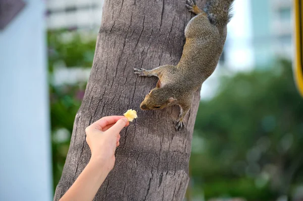 Human Hand Feeding Beautiful Wild Gray Squirrel Summer Town Park — Fotografia de Stock