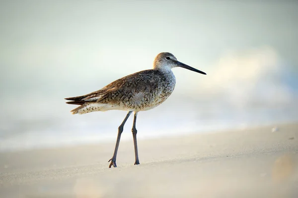 Large Billed Dowitcher Wild Sea Bird Looking Food Seaside Summer — стокове фото