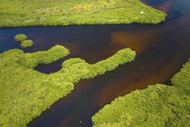 Okyanus suları arasında yeşil bitki örtüsü olan Florida sulak alanlarının havadan görünüşü. Birçok tropikal türün doğal yaşam alanı.