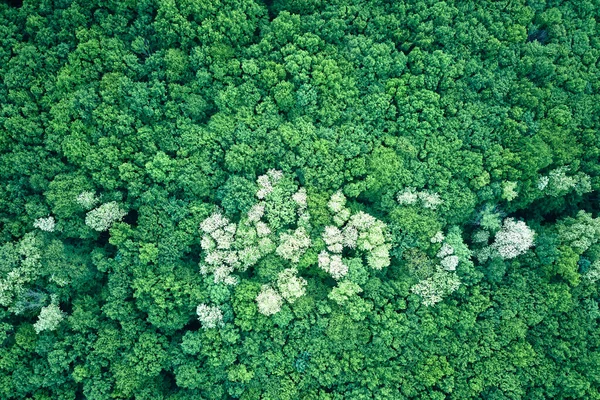 stock image Aerial view of dark lush forest with blooming green trees canopies in spring.