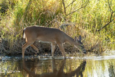 Florida Eyalet Parkı 'ndaki doğal yaşam alanındaki anahtar geyik..