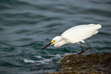 White heron wild sea bird, also known as great or snowy egret hunting on seaside in summer.