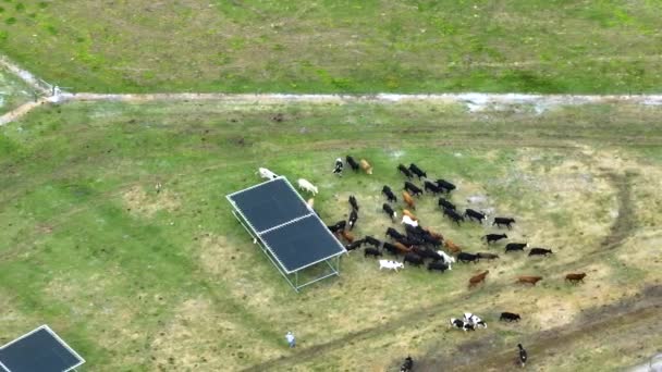Aerial View Cowmen Taking Care Cattle Feedyard Feeding Milk Cows — Stock Video