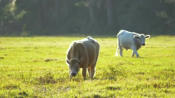 Süt Inekleri Yaz Günü Yeşil Çiftlik Otlaklarında Otluyor Çiftlik Arazilerinde — Stok video