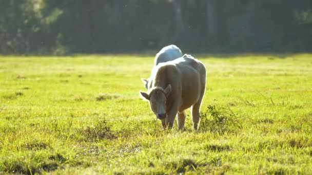 Vacas Lecheras Pastando Pastos Verdes Día Verano Alimentación Ganado Pastizales — Vídeo de stock