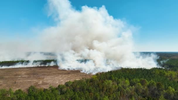 Pohled Shora Hustý Kouř Lesa Pole Plamenech Stoupající Znečišťující Vzduch — Stock video