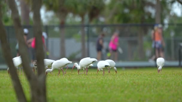 White Ibis Aves Selvagens Também Conhecido Como Grande Egret Garça — Vídeo de Stock