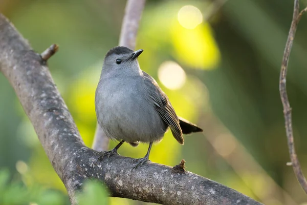 夏のフロリダの低木の木の枝に落ちた灰色の鳥 — ストック写真