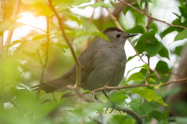 Gray Catbird Bird Perched Tree Branch Summer Florida Shrubs — Fotografie, imagine de stoc