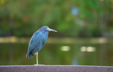 Little blue heron bird perching near lake water in Florida wetland.