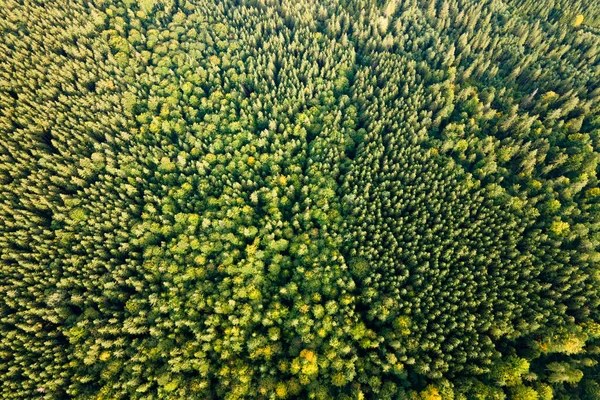 Vue Aérienne Forêt Pins Verts Avec Des Épinettes Foncées Paysage — Photo