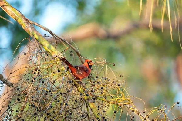 Καρδινάλιος Καρδινάλιος Σκαρφαλωμένος Κλαδί Δέντρου Τρώγοντας Άγρια Μούρα — Φωτογραφία Αρχείου