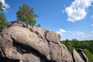 Big old pine tree growing on rocky mountain top under blue sky on summer mountain view background.