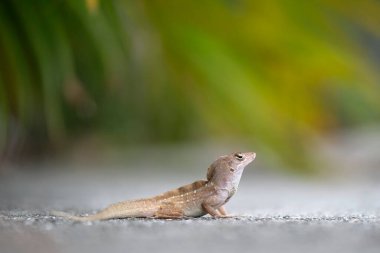 Makro, yaz güneşinde ısınan kertenkeleye yakın çekim. Anolis sagrei, Florida 'da yaşayan küçük bir sürüngen..