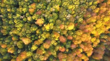 Güneşli bir günde sonbahar ormanlarında renkli tepe örtüleri olan yemyeşil orman manzarası. Sonbahar vahşi doğasının manzarası.