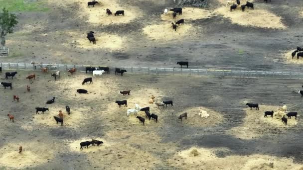 Αεροφωτογραφία Της Μεγάλης Ταΐστρας Αγελάδες Κρέατος Τροφή Βοοειδών Γεωργικές Ζωοτροφές — Αρχείο Βίντεο