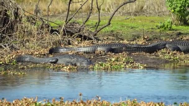 Amerikanska Alligatorer Njuter Värmen Från Solen Stranden Sjön Florida — Stockvideo