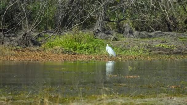 White Great Egret Bird Hunting Florida Wetland Summer — Stock Video