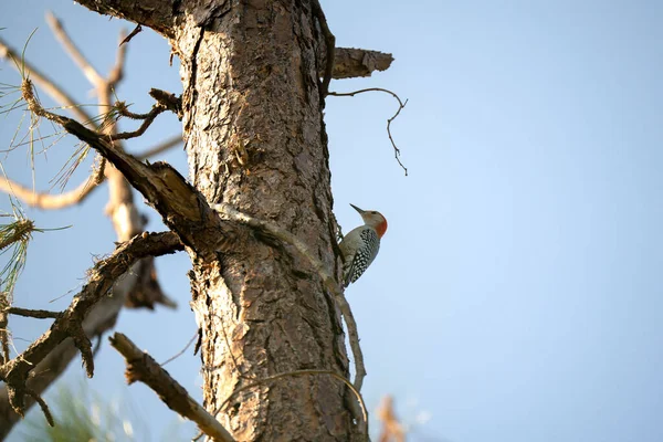 Red Bellied Woodpecker Bird Perched Tree Branch Summer Florida Woods — Fotografie, imagine de stoc