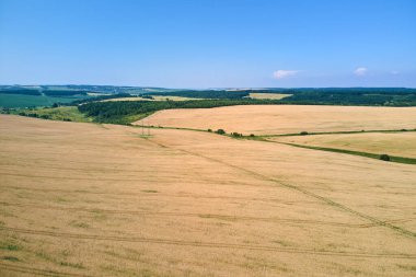 Sarı ekili tarla manzarası açık yaz gününde olgunlaşmış buğdayla birlikte..