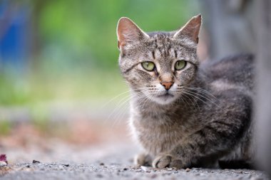 Büyük gri sokak kedisi yazın açık havada dinleniyor..