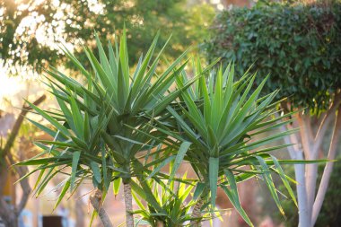 Yaz bahçesindeki yeşil tropikal bitkilerin yakınlaşması.