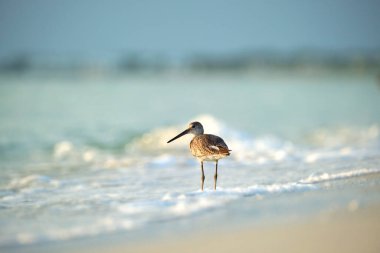 Large-Billed Dowitcher wild sea bird looking for food on seaside in summer.