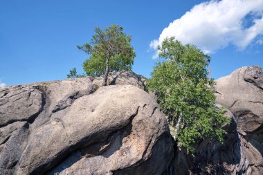 Big old pine tree growing on rocky mountain top under blue sky on summer mountain view background.