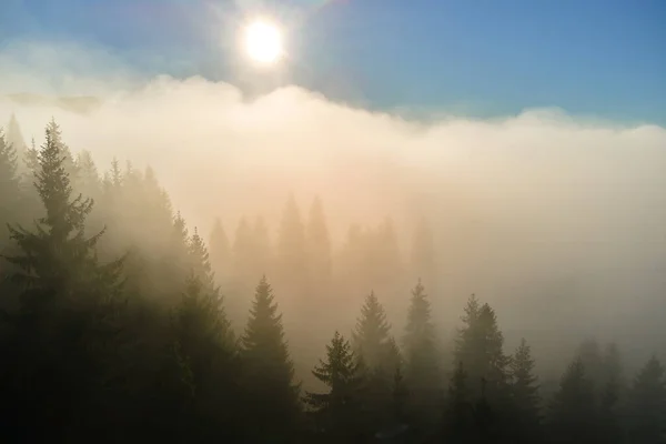 Vista Aérea Paisajes Increíbles Con Niebla Oscura Bosque Pinos Montaña —  Fotos de Stock